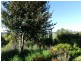 99 Coxs Rd, Red Hills TAS 7304