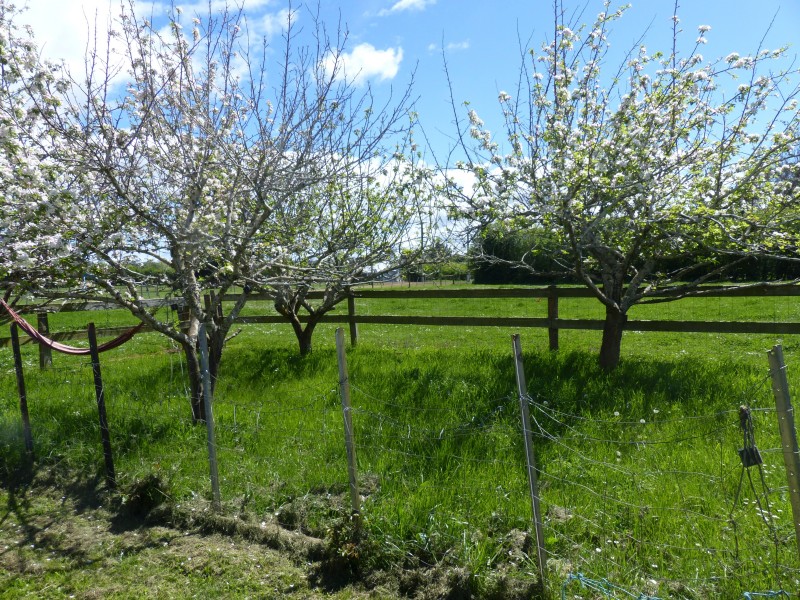 113 Reid Street, Westbury TAS 7303