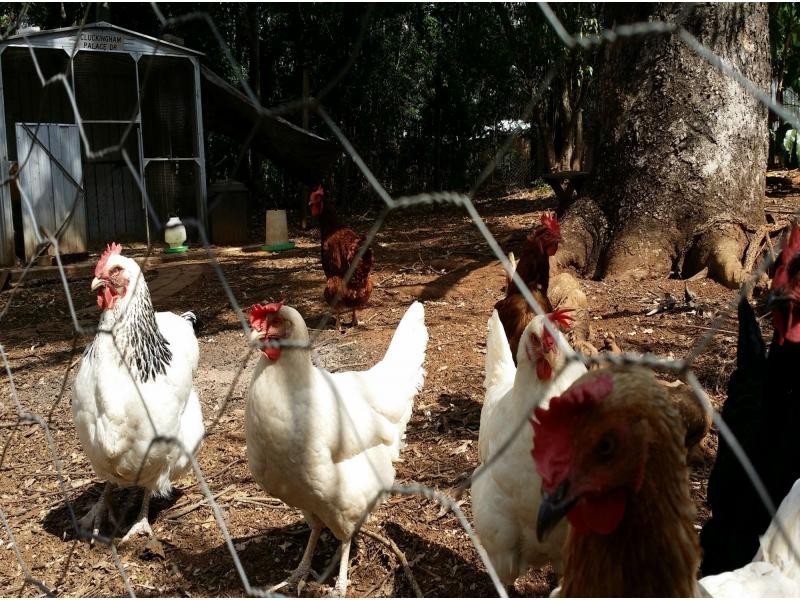 281 Laceys Creek Road, Laceys Creek QLD 4521