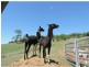 3229 Mt Mee Road, King Scrub QLD 4521