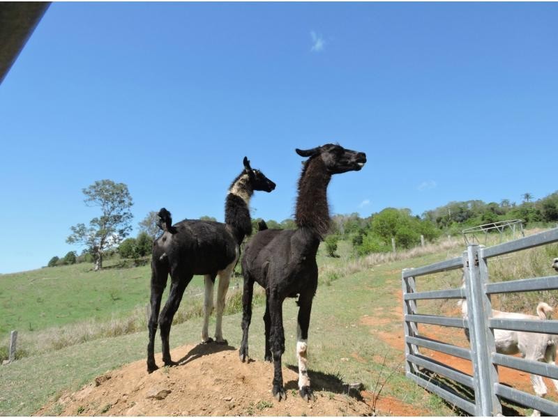 3229 Mt Mee Road, King Scrub QLD 4521