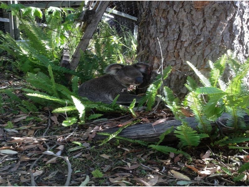 573 Mt Brisbane Road, Mount Pleasant QLD 4521