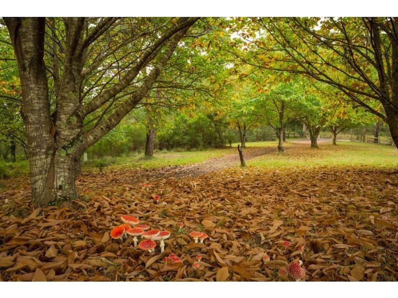 1969 Towamba Road, Towamba NSW 2550