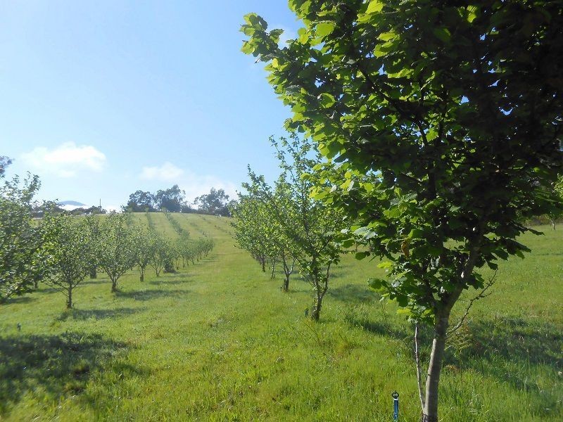 116 Log Farm Road, Towamba NSW 2550