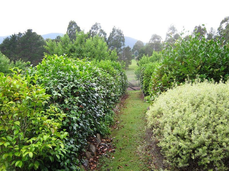 15-17 Towamba Street, Towamba NSW 2550