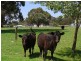 3 George Brown Street, Eden NSW 2551