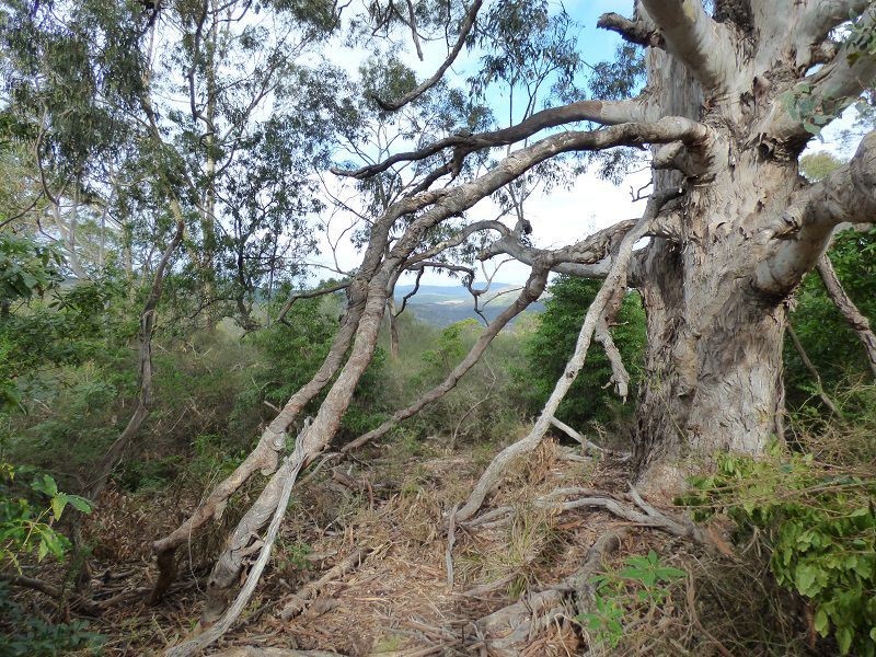 69 Sheepskin Road, Burragate NSW 2550