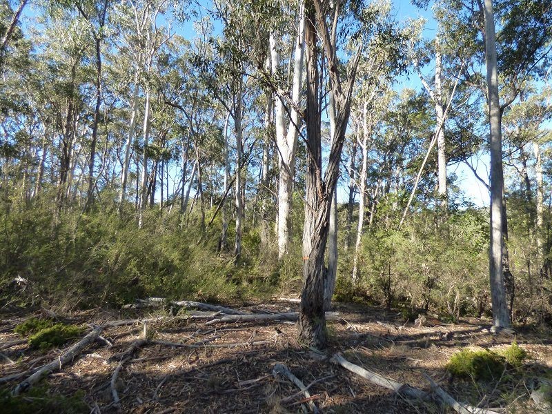 69 Sheepskin Road, Burragate NSW 2550