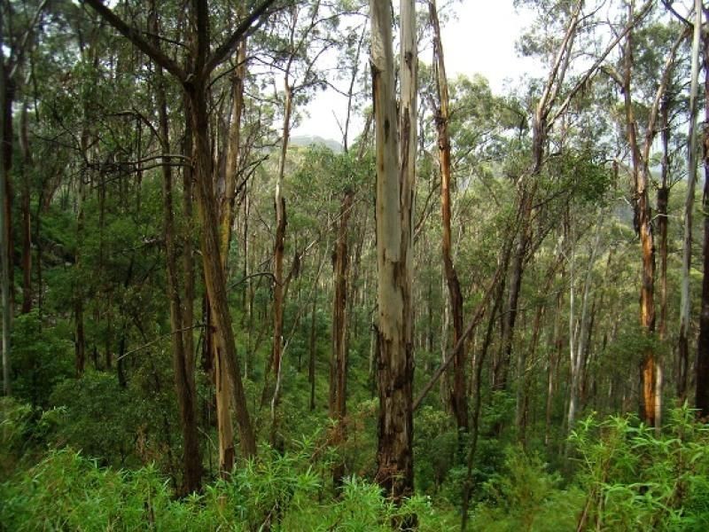 Lot 196 Mt Darragh Road, Wyndham NSW 2550