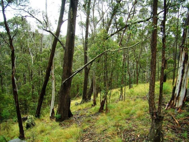 Lot 196 Mt Darragh Road, Wyndham NSW 2550