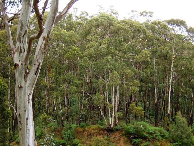 Lot 196 Mt Darragh Road, Wyndham NSW 2550