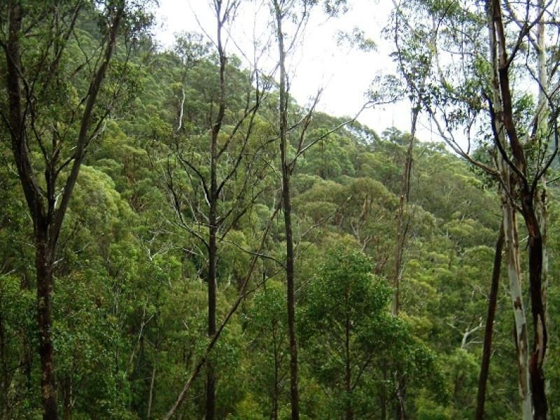 Lot 196 Mt Darragh Road, Wyndham NSW 2550