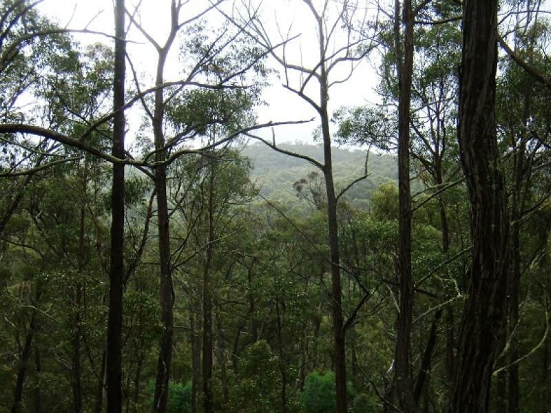 Lot 196 Mt Darragh Road, Wyndham NSW 2550