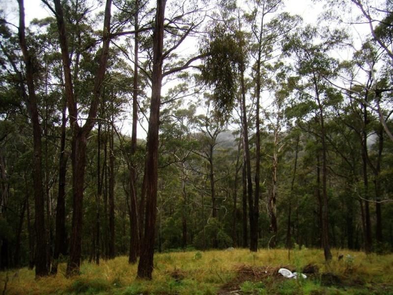 Lot 196 Mt Darragh Road, Wyndham NSW 2550