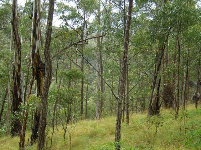 Lot 196 Mt Darragh Road, Wyndham NSW 2550