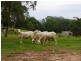 169 Log Farm Road, Towamba NSW 2550