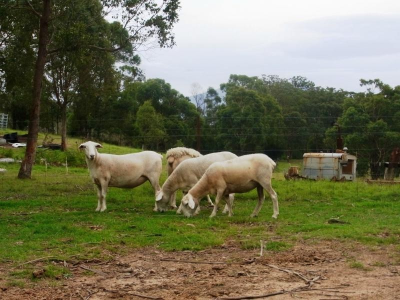 169 Log Farm Road, Towamba NSW 2550