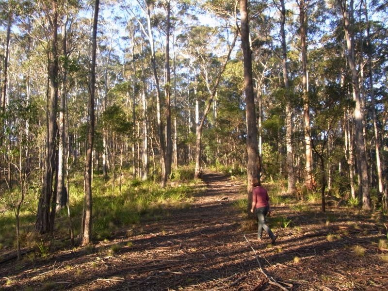 591 Devils Hole Road, Devils Hole NSW 2550