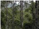 591 Devils Hole Road, Devils Hole NSW 2550