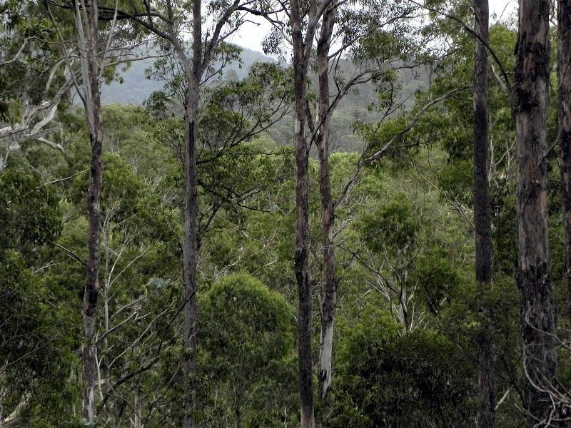 591 Devils Hole Road, Devils Hole NSW 2550