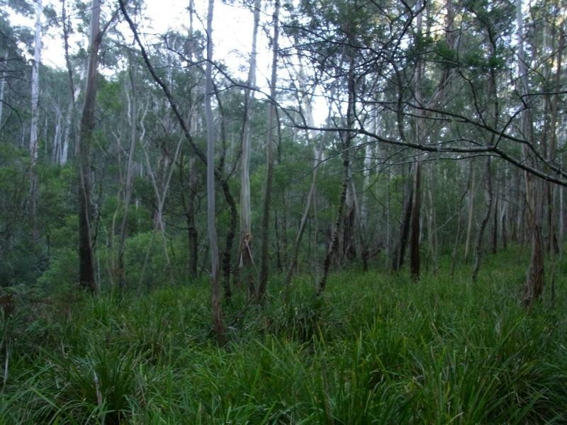 591 Devils Hole Road, Devils Hole NSW 2550
