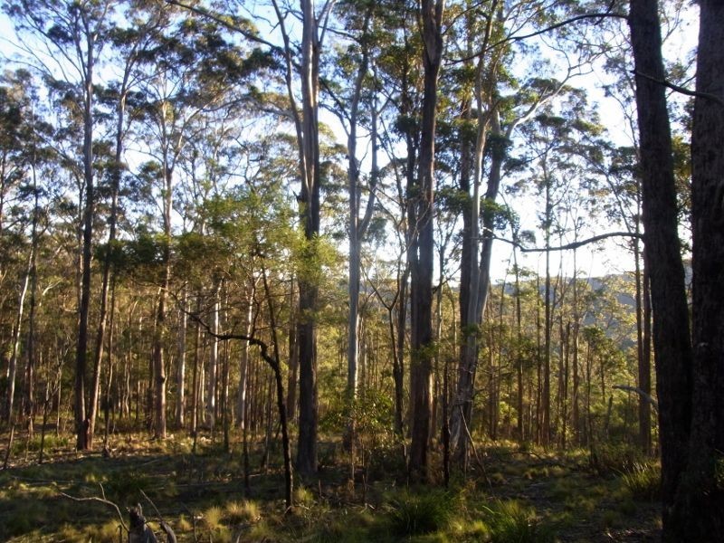 591 Devils Hole Road, Devils Hole NSW 2550