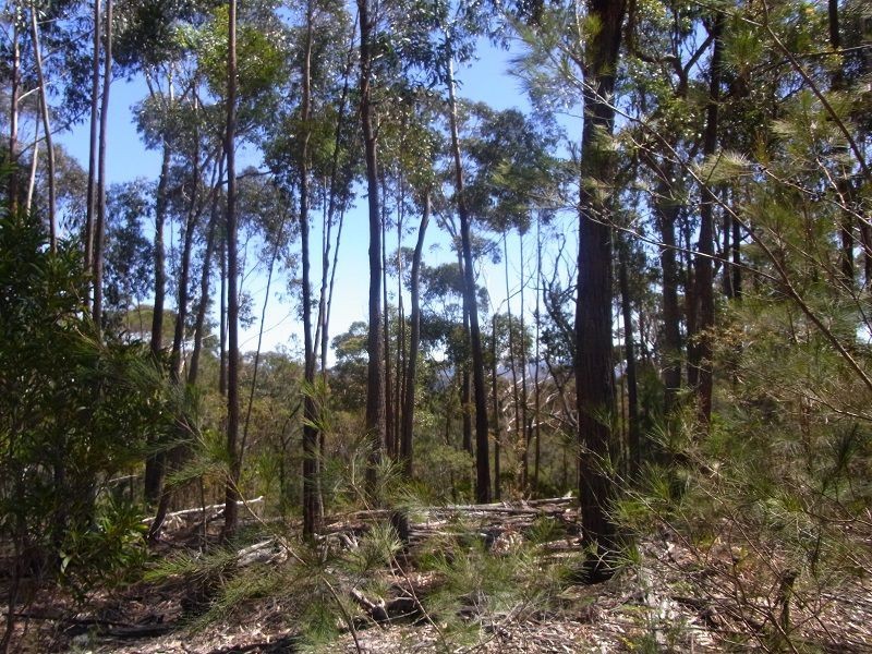 Lot 21 & 23 Off Hut Forest Road, Narrabarba NSW 2551
