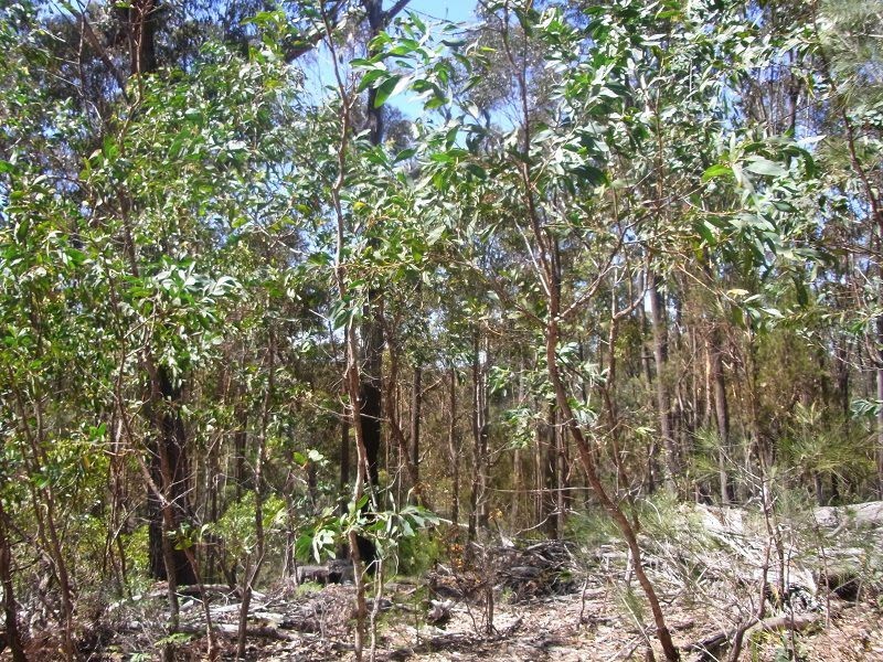 Lot 21 & 23 Off Hut Forest Road, Narrabarba NSW 2551
