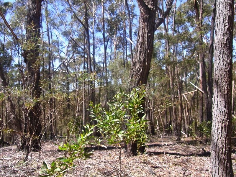 Lot 21 & 23 Off Hut Forest Road, Narrabarba NSW 2551