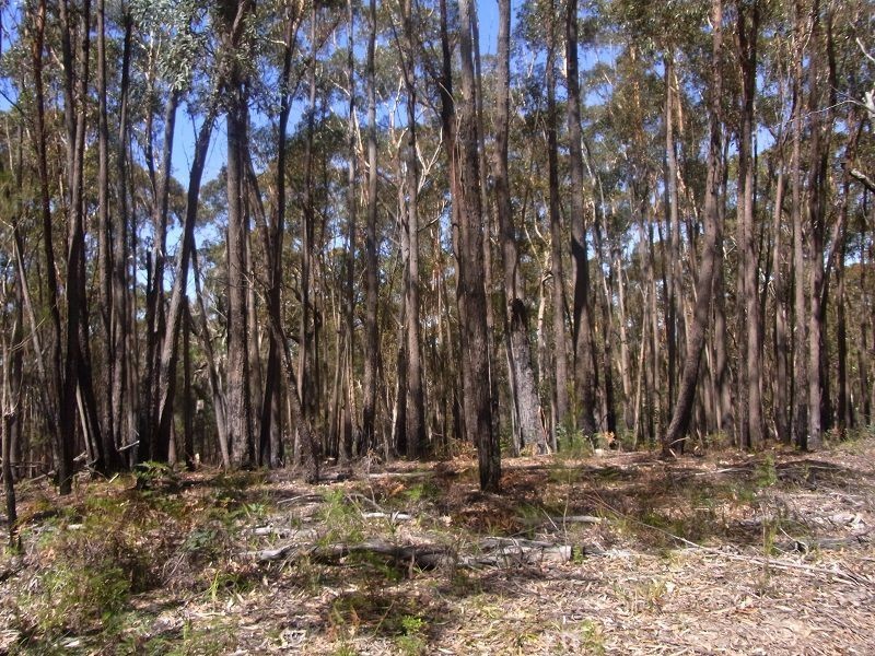 Lot 21 & 23 Off Hut Forest Road, Narrabarba NSW 2551