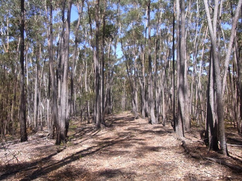 Lot 21 & 23 Off Hut Forest Road, Narrabarba NSW 2551