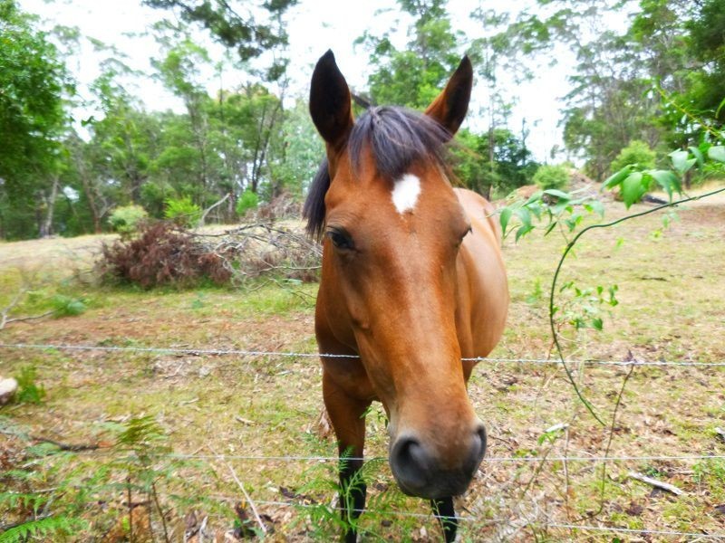 L12 Ballantynes Road, Nethercote NSW 2549
