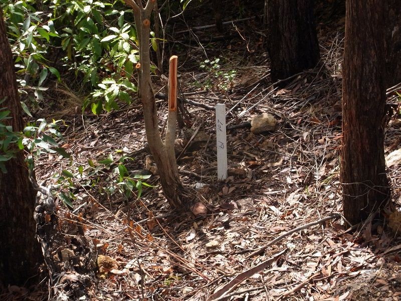 3 Bellbird Court, Eden NSW 2551