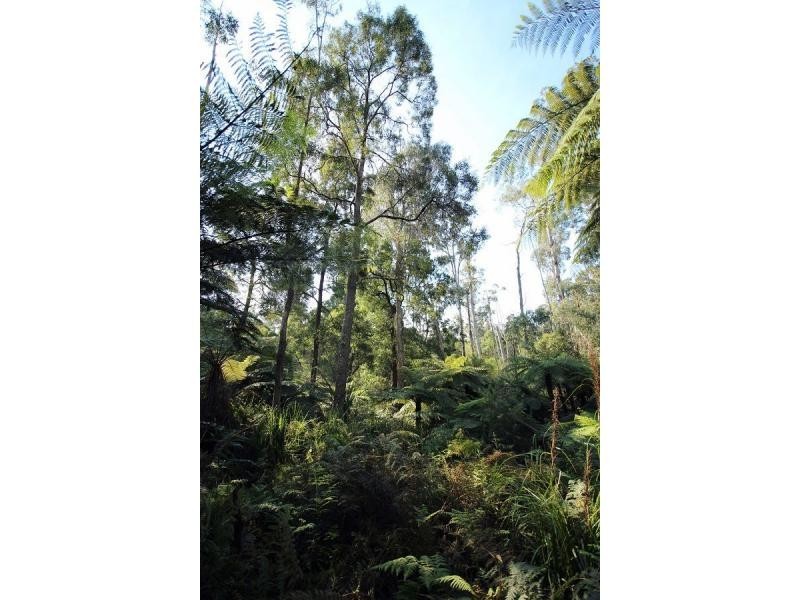 L2844 Kingfisher & Mount Darragh Roads, Wyndham NSW 2550