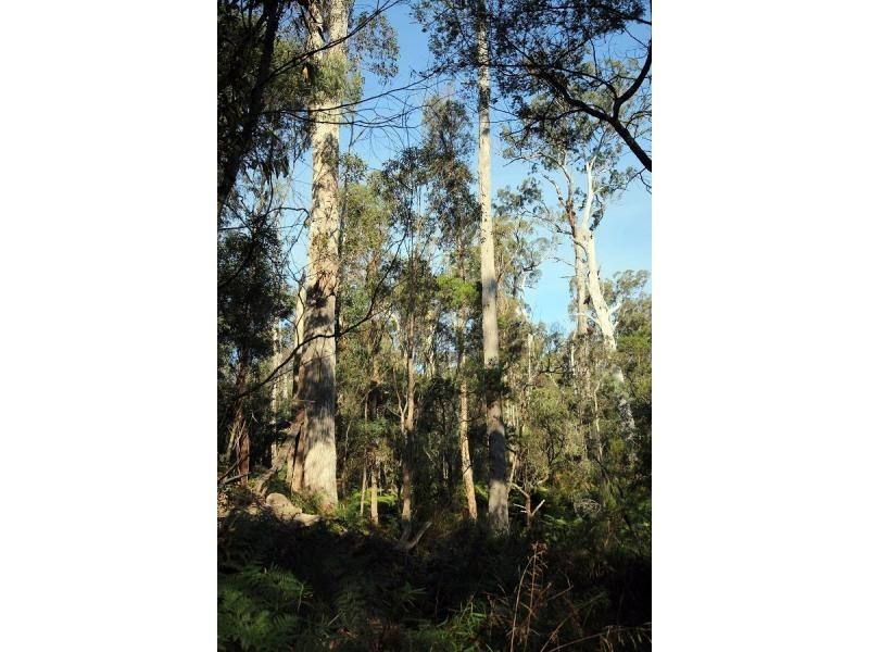 L2844 Kingfisher & Mount Darragh Roads, Wyndham NSW 2550