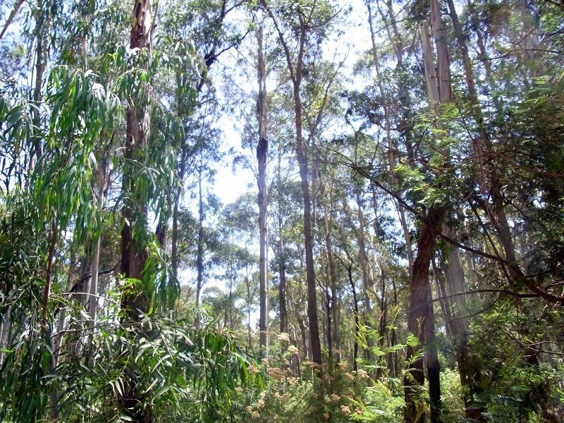 1053 Burragate Road, Wyndham NSW 2550