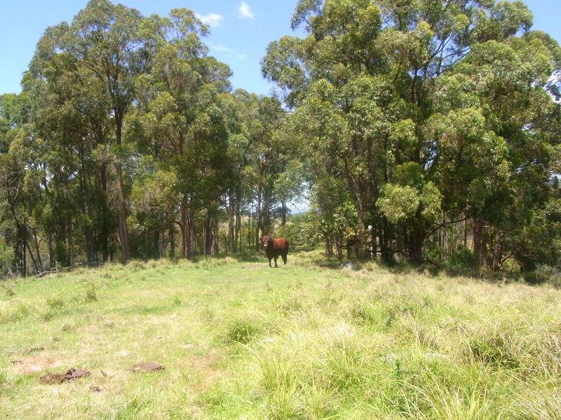 215 Myrtle Mtn Road, Wyndham NSW 2550