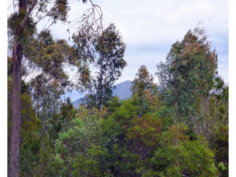 60 The Snake Trk KIAH Via, Eden NSW 2551