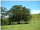 Knorrit Flat NSW 2424