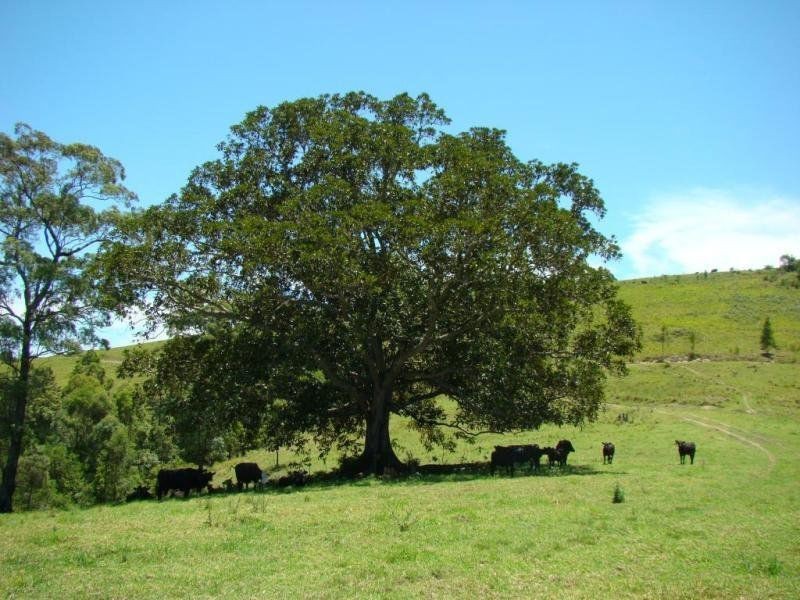 Knorrit Flat NSW 2424