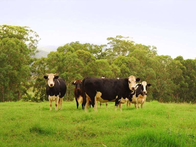 Gloucester NSW 2422