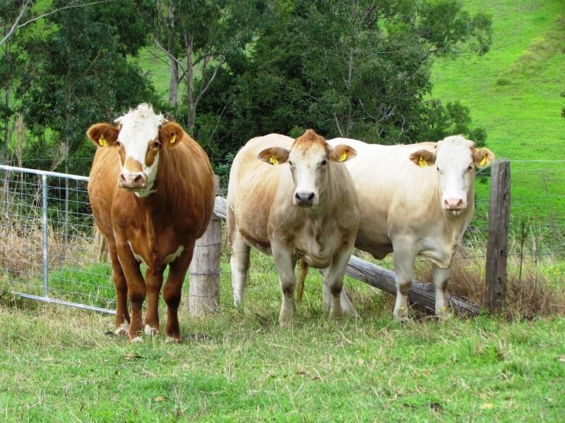 1408 Bundook Road, Bundook NSW 2422