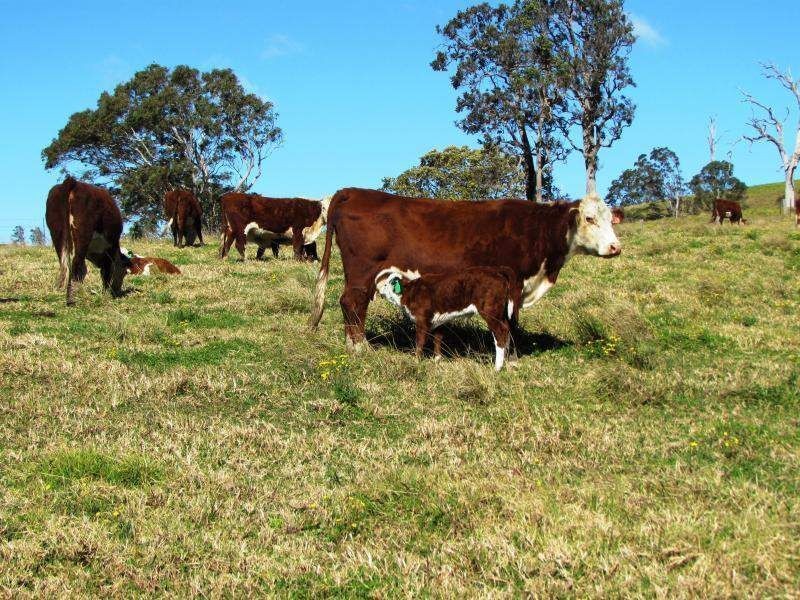 Gloucester NSW 2422