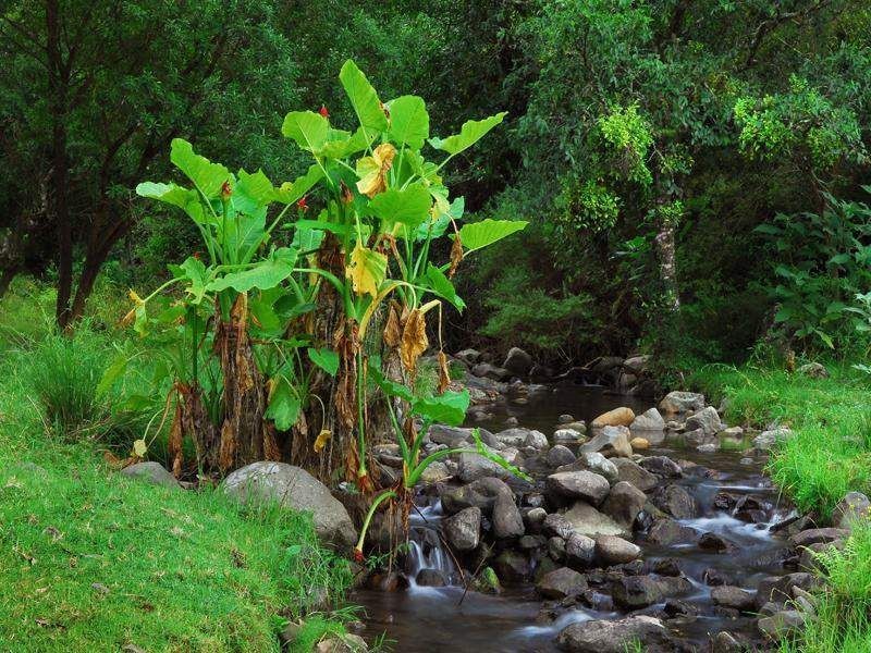 666 Scone Road, Copeland NSW 2422