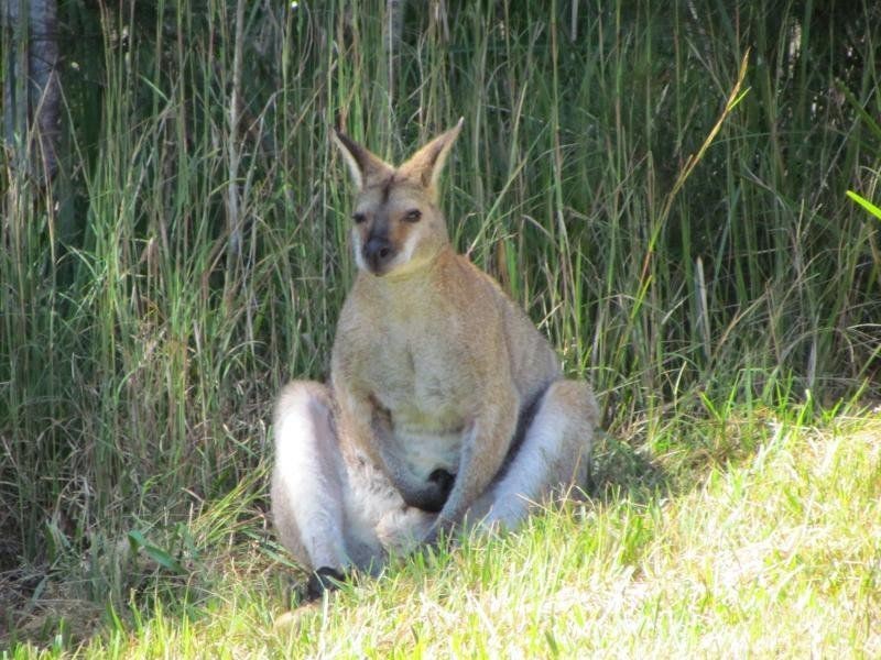 86 Johnston Road, Gloucester NSW 2422