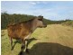 Craven Plateau NSW 2422
