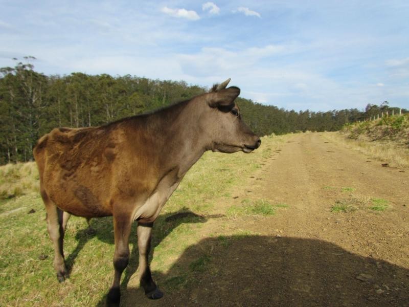 Craven Plateau NSW 2422