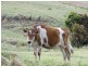 Craven Plateau NSW 2422