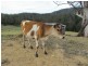 Craven Plateau NSW 2422