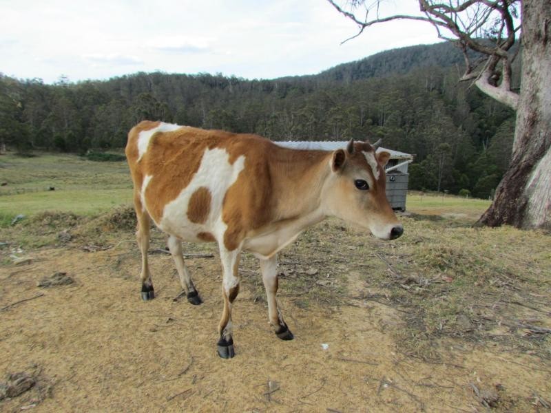 Craven Plateau NSW 2422